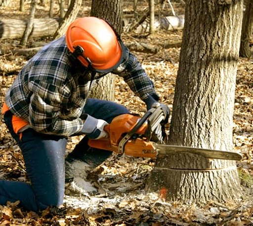Tree Removal in Fletcher, OK